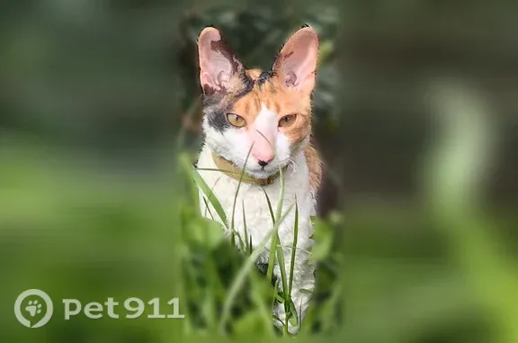 Пропала кошка, Елец, Ленинградская, д. 9 — стерильная, 2 года - photo