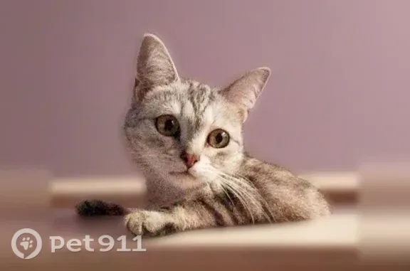Пропала кошка, Ленина, д. 20, Азнакаево — светлосерая шерсть, серые полоски - photo