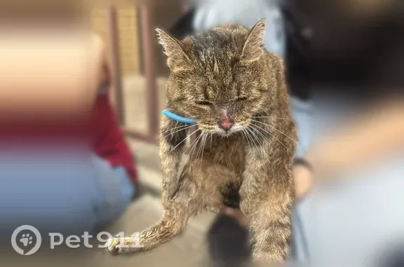 Кошка ищет дом, Большая Октябрьская, д. 73 2, Ярославль — кошечка с улицы, начала кашлять - photo
