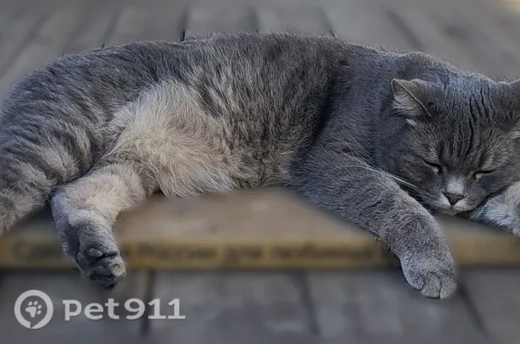 Объявления о пропавших и найденных животных, Югорск, фото: Пропала кошка, Югорск, Светлая, д. 2 — серый кот, 6 лет