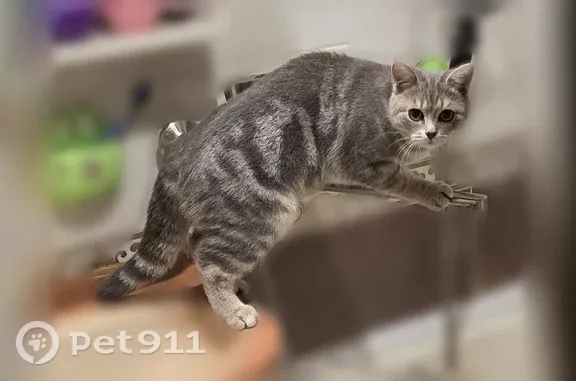 Кошки потеряшки, Сочи, фото: Потеряшка кошка, Сочи — серая с белым