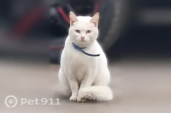Найдена кошка, Тула, фото: Найдена кошка, Шухова, д. 4а, Тула — белая, голодная, похудевшая