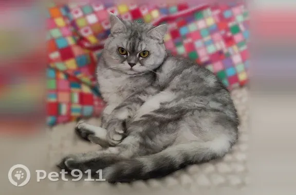 Пропала кошка, Район Волжский (г Саратов), Соборная, д. 11, Саратов — 9 лет, пугливая - photo