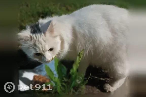 Найдена кошка, Рощино, фото: Найдена кошка, Городской поселок Рощино, Садовая, д. 4, Рощино — в красном ошейнике, приходит ночью