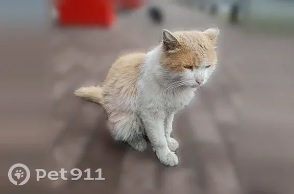 Кошка ищет дом, Ивантеевка — бело-персиковая, спокойная, не агрессивная - photo