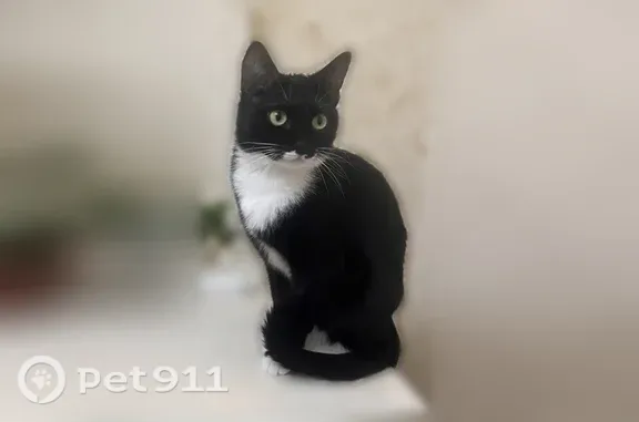 Кошки потеряшки, Новый Уренгой, фото: Потеряшка кошка, Новый Уренгой, Заветная, Новый Уренгой — черно-белая кошечка Муиза