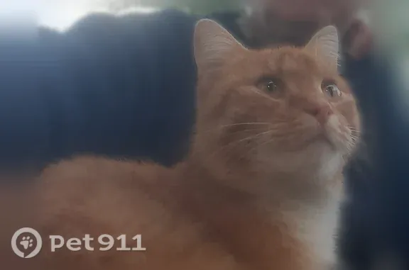 Найденные животные Луховицы, фото: Найдена кошка, Деревня Солчино (г Луховицы), Луховицы — ярко рыжая молодая девочка