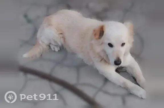 Пропала собака, Ростов-на-Дону, Тверской, д. 57 — кобель Джек, 10 лет, 17 кг - photo