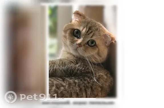 Пропала кошка, станция ж/д вокзал Южная, Керчь — шотландец-вислоухий кот Силька - photo