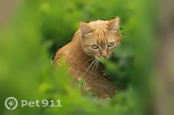 Кошки потеряшки, Калинино, фото: Потеряшка кошка, Село Калинино, Абрикосовая, Калинино — рыжая, перелезла через забор