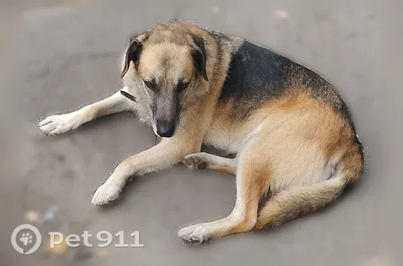 Найдена собака, Пенза, фото: Найдена собака, Район Октябрьский (г Пенза), Воровского, д. 25/11, Пенза — с ошейником, грустные глаза
