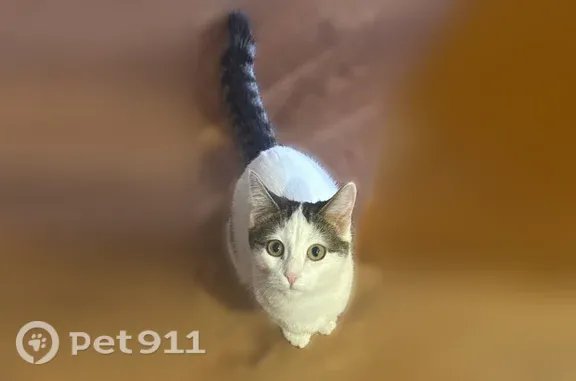 Пропала кошка, Златоуст — пятно в виде сердечка на попе - photo