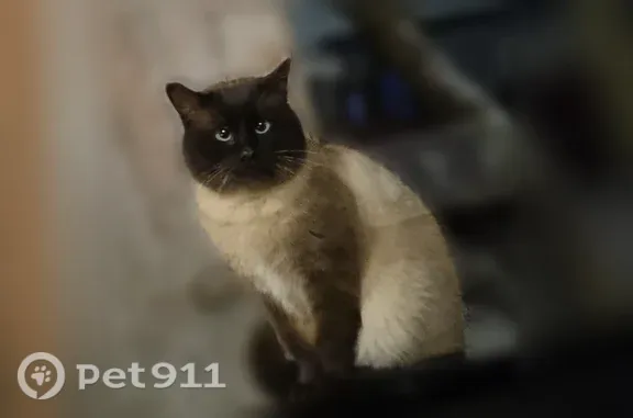 Пропала кошка, Рязань, Дягилево, д. 3 — взрослый тайский кот, откликается на Кокос - photo