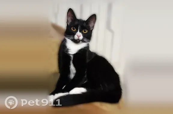 Пропала кошка, Гагарина, д. 26, Сургут — чёрная, с белым пятном на мордочке - photo
