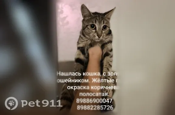 Найдена кошка, Махачкала, фото: Найдена кошка, Район Ленинский (г Махачкала), Махачкала — глаза желто-зеленые, коричневая-полосатая