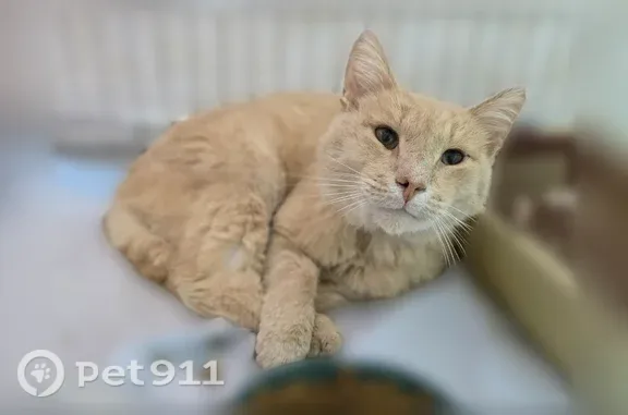 Найдена кошка, Киров, фото: Найдена кошка, Киров, Красноармейская, д. 55 — рыжий котик, кастрирован