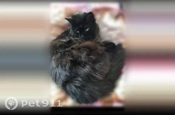Пропала кошка, Село Акулово (г Одинцово), Центральная, Одинцово — очень ласковая, откликается на кличку Семён, Сэм - photo