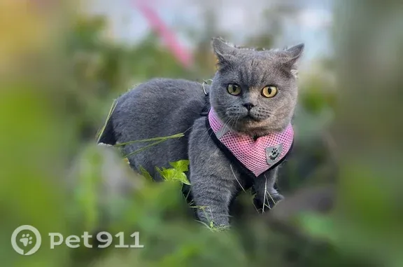 Пропала кошка, Село Иглино, Солнечная, Иглино — домашняя, пугливая - photo