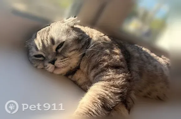 Пропала кошка, Ульяновск, Камышинская, д. 55, Ульяновск — спокойный кот - photo