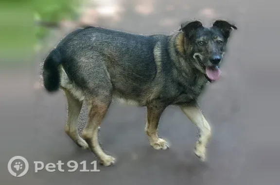 Пропала собака, Лобня, Ленина, д. 7 — черно-рыжая дворняжка, 6 лет - photo
