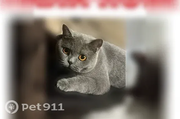 Кошки потеряшки, Сочи, фото: Потеряшка кошка, Сочи, Лысая гора, д. 4а — серая дымка, 3 года