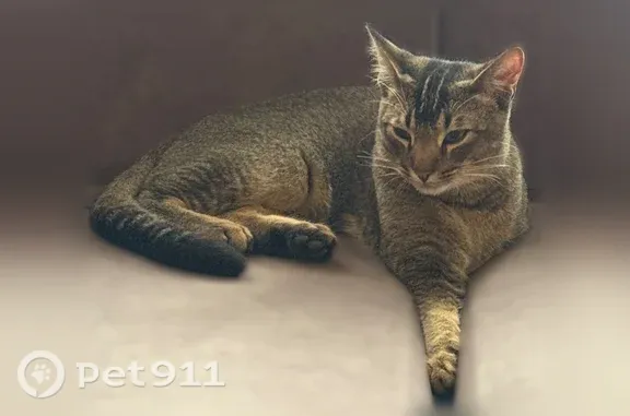 Пропала кошка, Станкозаводская, Нижний Новгород — на шее полоса в виде удлиненного тонкого бантика - photo