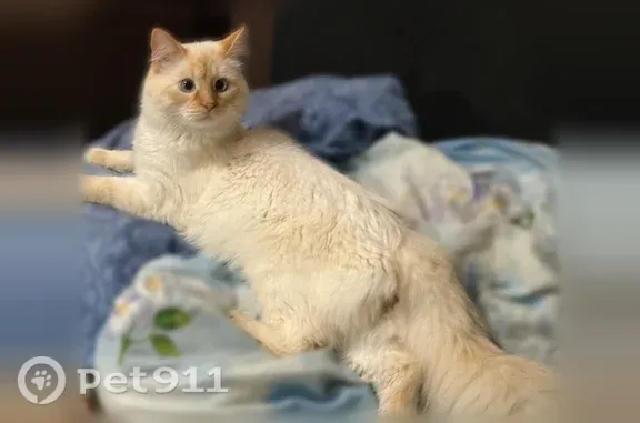 Пропала кошка, Сельский поселок Плеханово, Пушкинская, д. 36, Плеханово — белого цвета, с рыжей мордочкой - photo