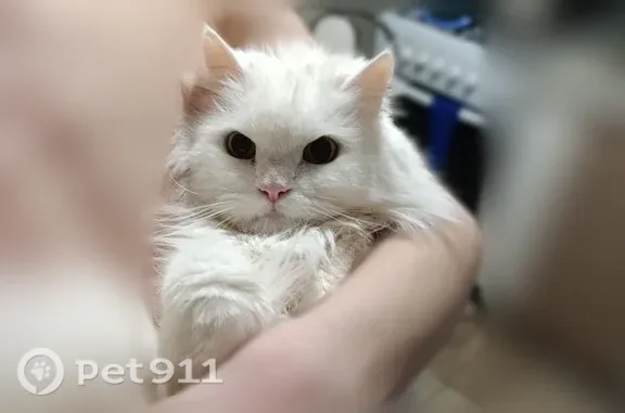 Пропала кошка, Восточная, Ижевск — пожилая, белая, пугливая - photo