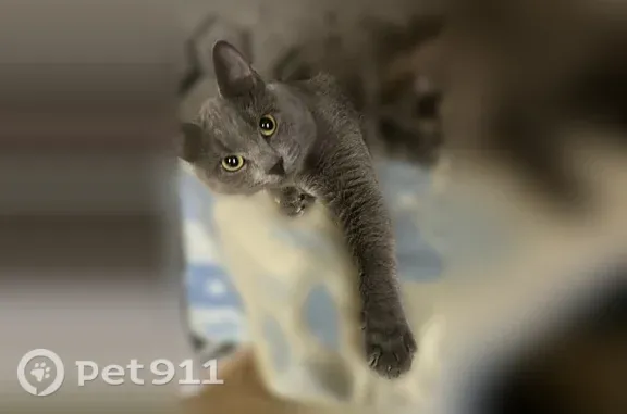 Пропала кошка, Ижевск, Михайлова — зеленый ошейник - photo