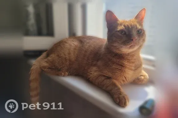 Пропала кошка, Район Вороново, Москва — ярко рыжая, 3,5 года - photo