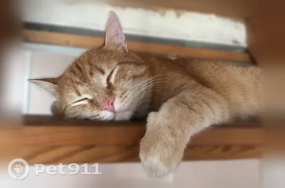 Пропала кошка, Шуя, Алимова, д. 9 — кастрированный котик небольшого размера, пугливый - photo