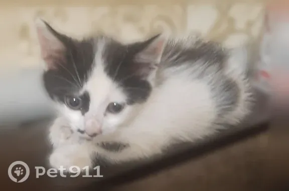 Пропала кошка, Абинск, Коммунистическая, д. 6 — чёрно-белый, 2 месяца - photo