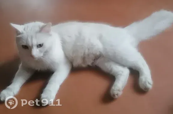 Потерянные животные Ярцево, фото: Пропала кошка, Ярцево — чисто белая, пушистый хвост, котная