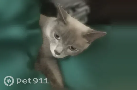 Пропала кошка, Новосибирск, Заречная, д. 4 — дымчатая, короткий хвост, голубые глаза - photo