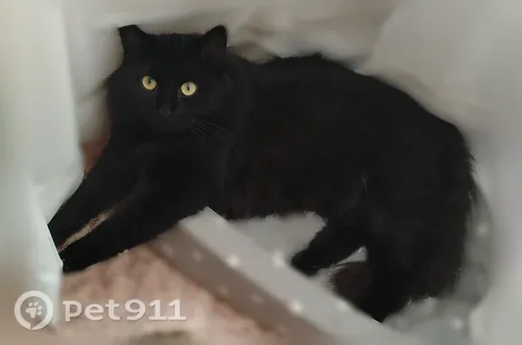 Пропала кошка, Котельники - photo