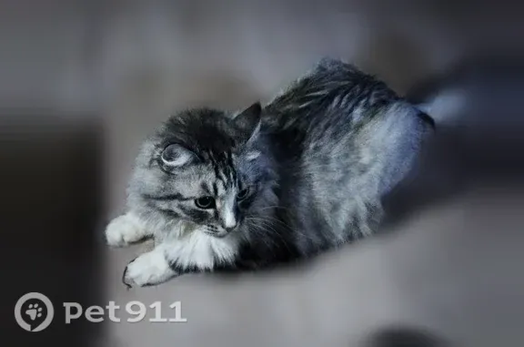 Пропала кошка, 4-й Ростовский, д. 2/2, Москва — помесь сибирского кота, серо-белая - photo