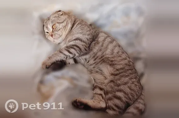 Кошки потеряшки, Челябинск, фото: Потеряшка кошка, Коломенская, Челябинск — шотландский вислоухий кот Бася, серый в полоску, жёлтые глаза