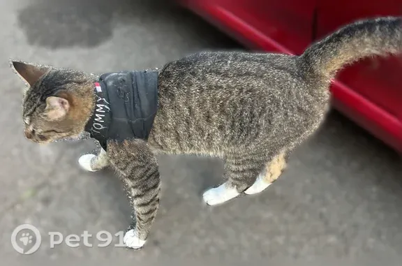 Найдена кошка, Туапсе, фото: Найдена кошка, Туапсе, С.Перовской, д. 3 — серый крупный кот в черной попоне
