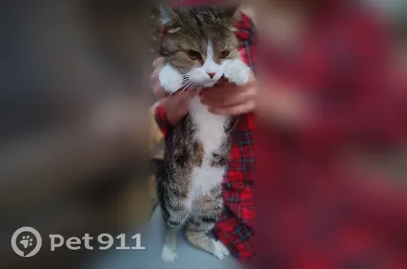 Найдена кошка, Пенза, фото: Найдена кошка, Пенза — добрая, ласковая