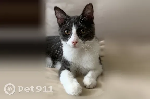 Найдена кошка, Краснодар, фото: Найдена кошка, им. Кирова, д. 3, Краснодар — домашняя, добрая