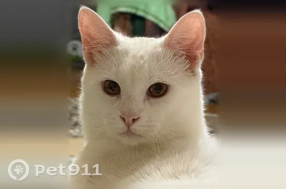 Пропала кошка, Ростов-на-Дону, Соколова, д. 81/1 — крупный, очень ласковый, глуховат - photo