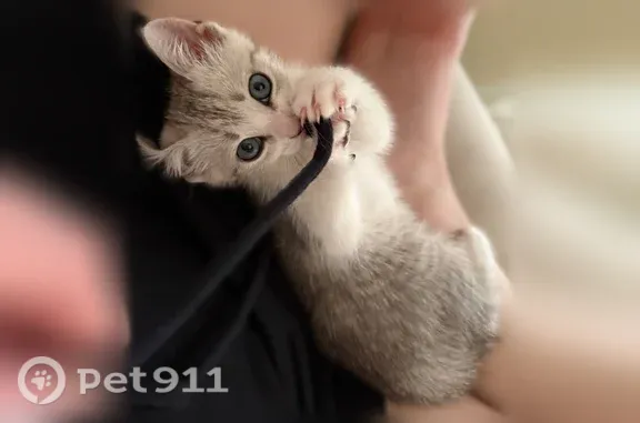 Пропала кошка, Краснодар, Вологодская — котёнок Тимоша, откликается на имя - photo