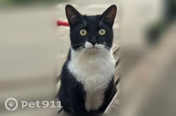 Пропала кошка, Шестагинская, д. 77, Тейково — дружелюбный кот, 1 год - photo