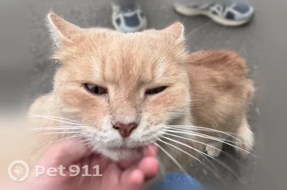 Найдена кошка, Чебоксары, фото: Найдена кошка, Район Московский (г Чебоксары), Гражданская, д. 48А, Чебоксары — ласковая, дружелюбная