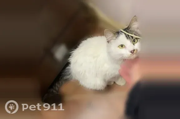 Найдена кошка, Тула, фото: Найдена кошка, Тула — умная, ласковая, полностью обработана