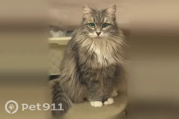 Пропала кошка, Ногинск, Советской Конституции, д. 36А — отзывается на «Ксю-Ксю» - photo