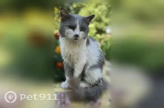 Кошки потеряшки, Воронеж, фото: Потеряшка кошка, Торпедо, Воронеж