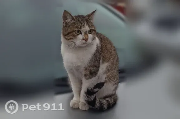 Кошки потеряшки, Кострома, фото: Потеряшка кошка, Кострома, Солониковская — стерилизована, ласковая