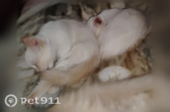 Пропала кошка, Тверь, Гайдара, д. 5 — белая с голубыми глазами, пугливая - photo
