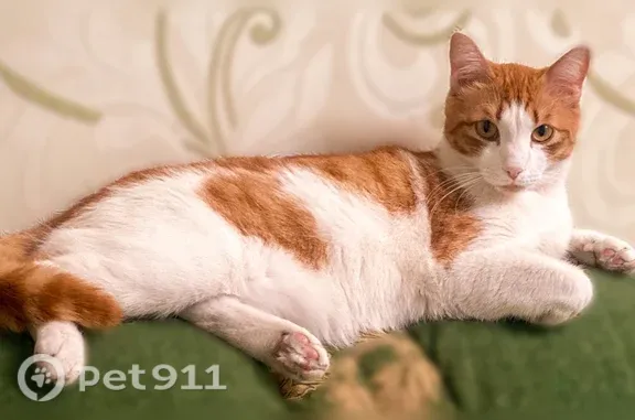 Кошки потеряшки, Введенщина, фото: Потеряшка кошка, Село Введенщина, Введенщина — рыжая